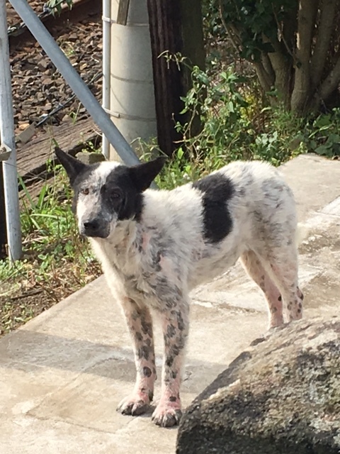 市原市 野良犬の捕獲 わんコロ預かりブログ 市原市 野良犬の捕獲 わんコロ預かりブログ