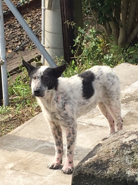 市原市　野良犬の捕獲_e0188009_22464535.jpg