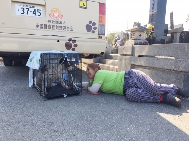 市原市　野良犬の捕獲_e0188009_23591339.jpg