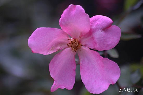 コゲラと、ヤブコウジ、アマドコロと薔薇_e0255509_19594785.jpg