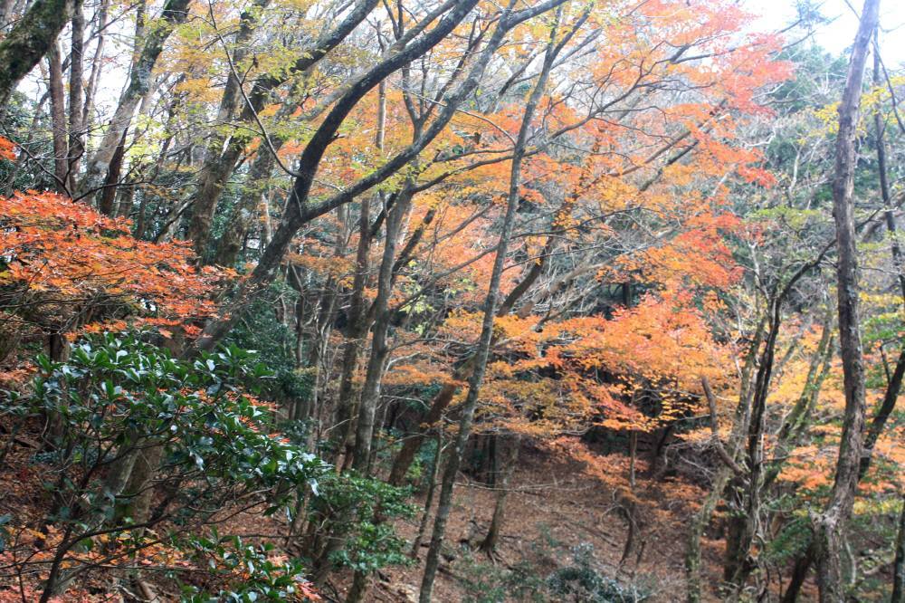 英彦山の紅葉は見頃_f0212511_08412635.jpg