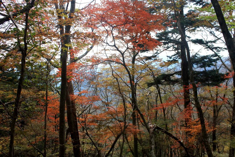 英彦山の紅葉は見頃_f0212511_08413778.jpg