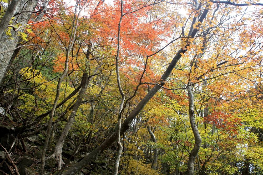 英彦山の紅葉は見頃_f0212511_08414779.jpg