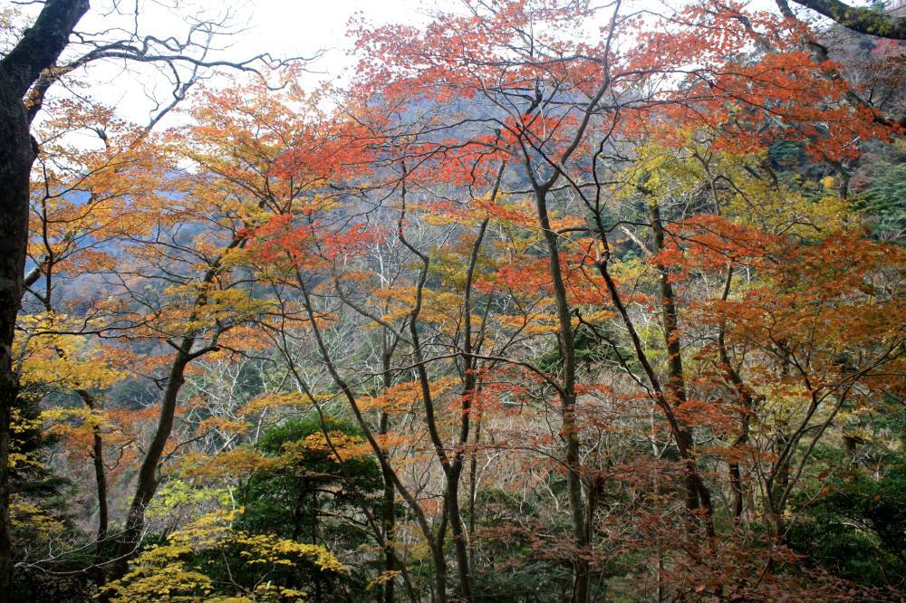 英彦山の紅葉は見頃_f0212511_08415500.jpg