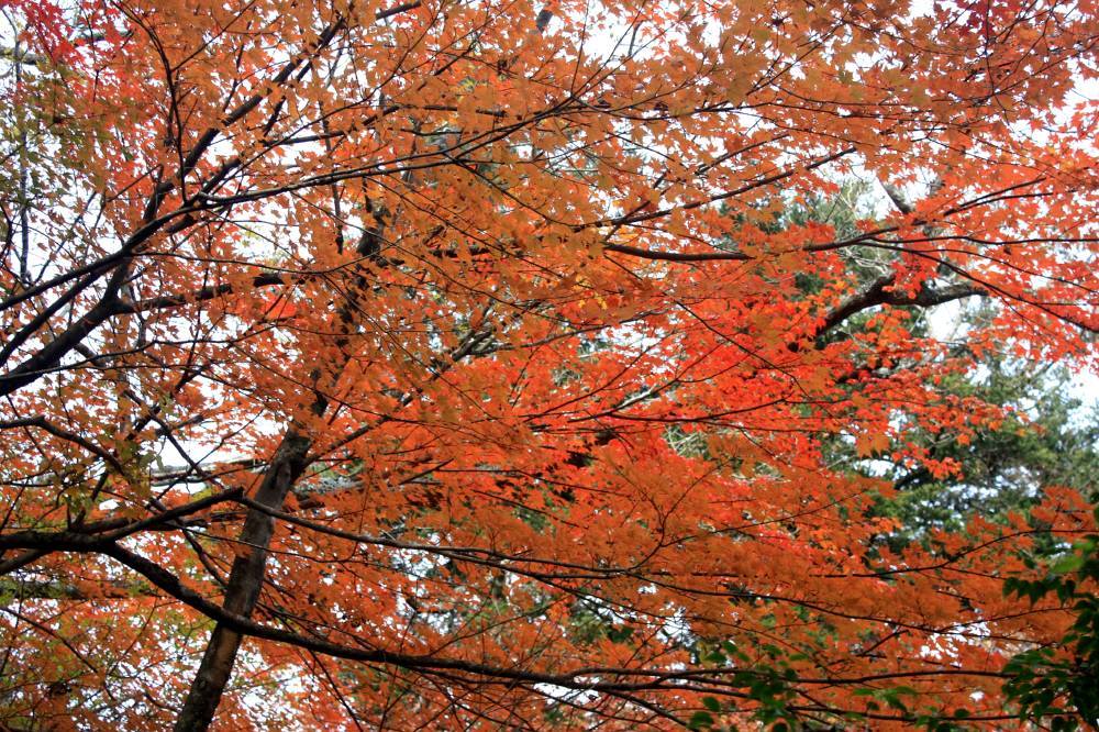 英彦山の紅葉は見頃_f0212511_08420341.jpg