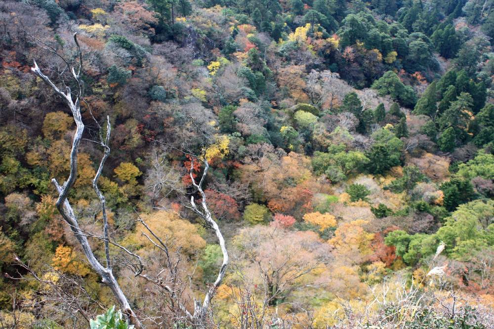 英彦山の紅葉は見頃_f0212511_08422302.jpg