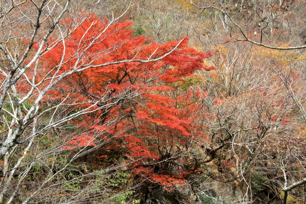 英彦山の紅葉は見頃_f0212511_08432889.jpg