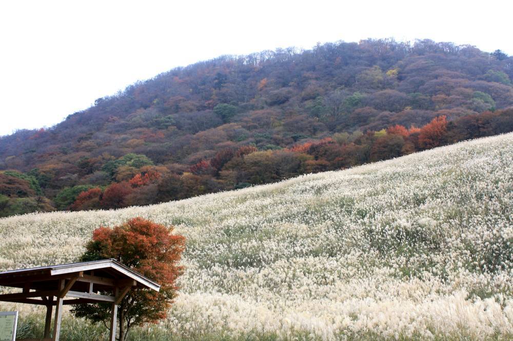 英彦山の紅葉は見頃_f0212511_08450008.jpg