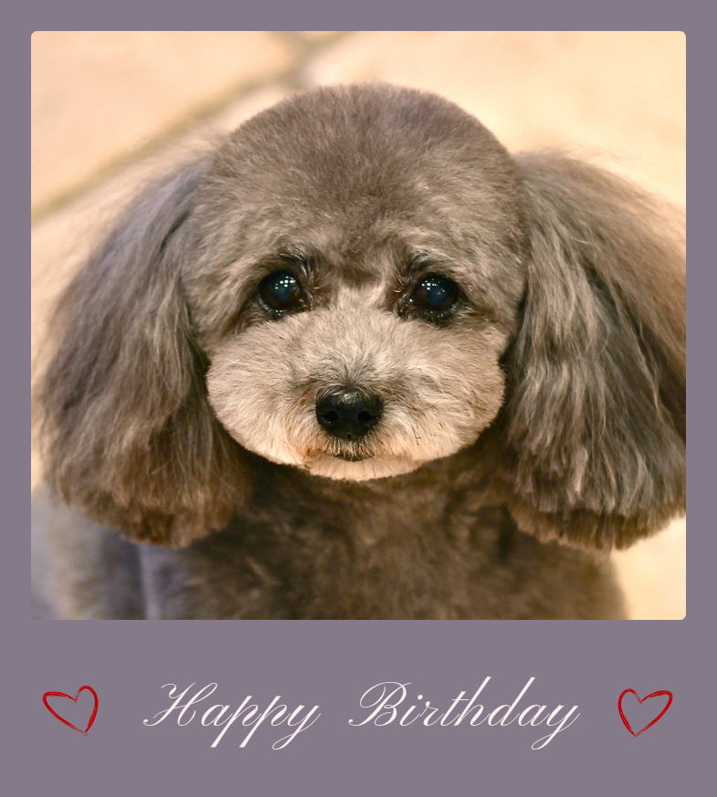 Happy Birthday ららちゃん♡_d0060413_19282044.jpg