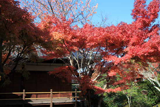 紅葉探訪11 等持院と仁和寺_e0048413_19211824.jpg