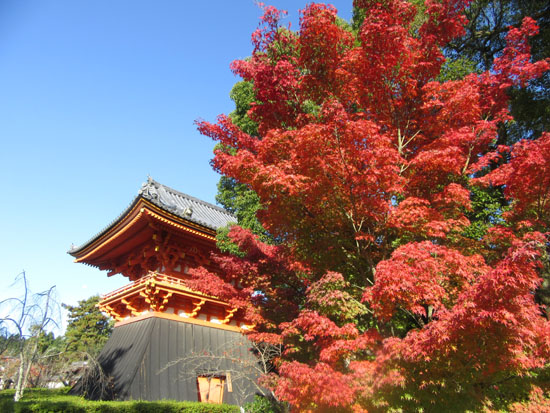紅葉探訪11 等持院と仁和寺_e0048413_1922797.jpg