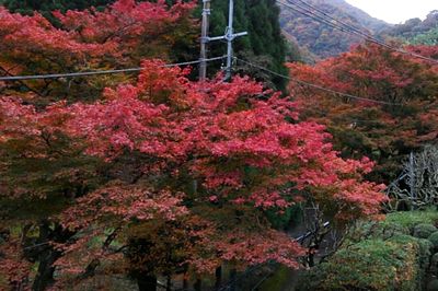 加満田庭園の紅葉が始まったよ_e0234016_16444960.jpg
