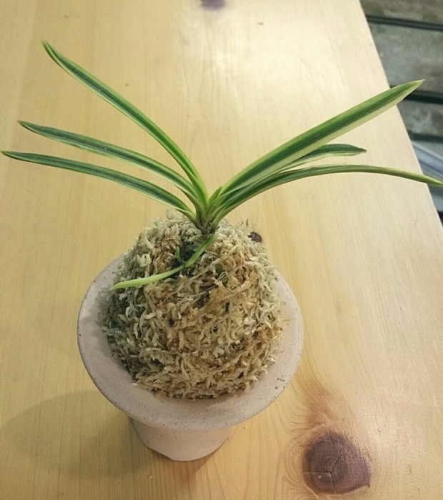 富貴蘭　必見！!湖東錦 湖東錦 : □ サムライ オーキッド □ 富貴蘭 セレクトショップ