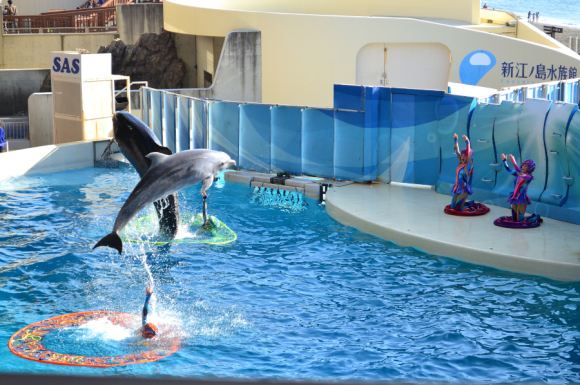 江の島水族館_e0348420_03134722.jpg