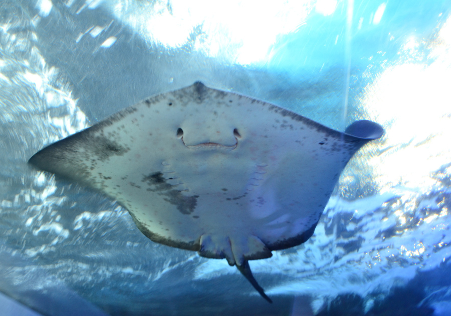 江の島水族館_e0348420_03135292.jpg