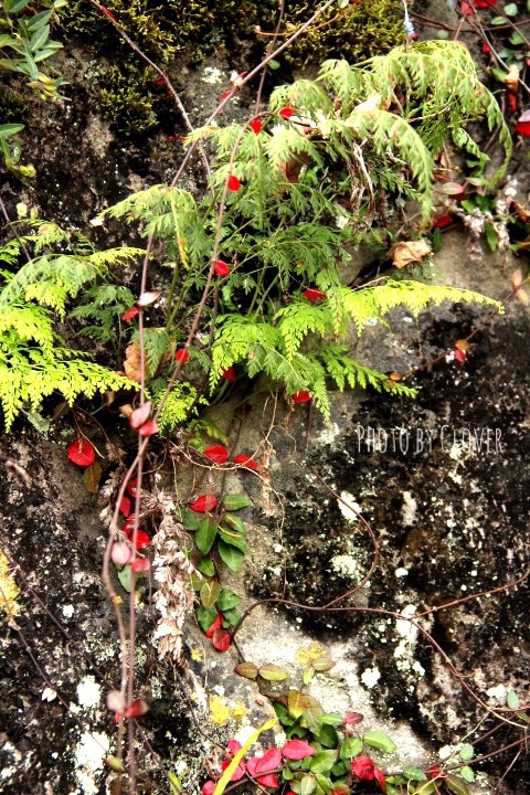 c0327528_11381059.jpg