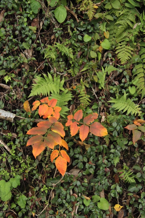 c0327528_11393114.jpg