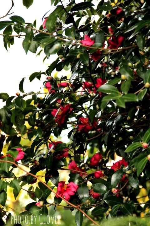c0327528_11402317.jpg