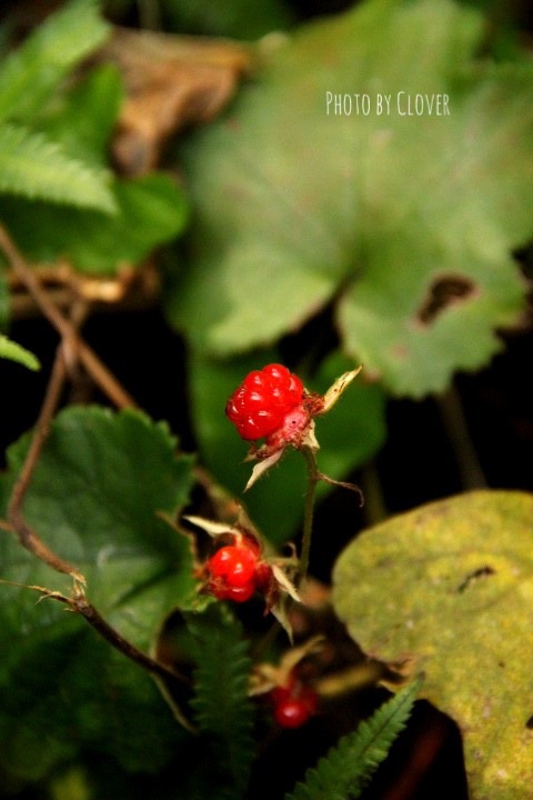 c0327528_11410823.jpg