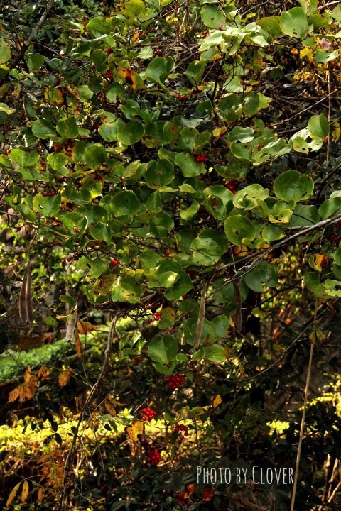 c0327528_11431553.jpg