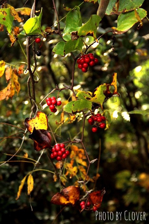 c0327528_11441885.jpg