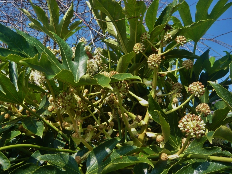 a0206332_11443765.jpg