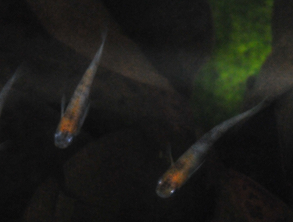 e0097534_14345413.jpg