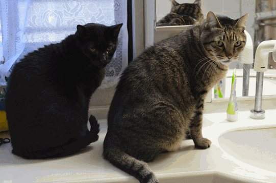 c0136736_15535271.gif