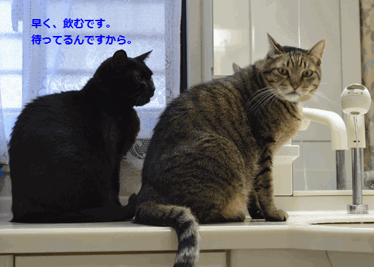c0136736_15540603.gif