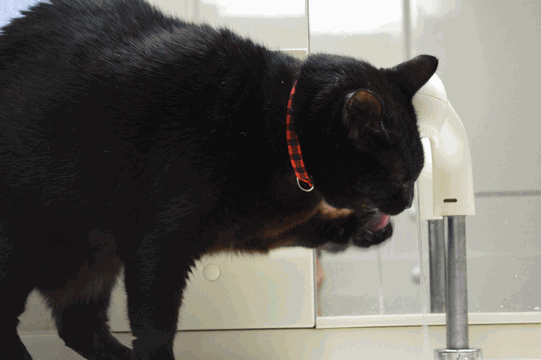 c0136736_15543652.gif