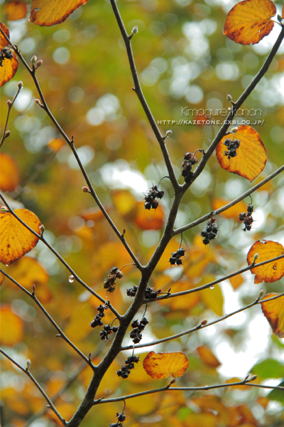 Rainy*walk②**美しき雨の恋林_b0197639_23210824.jpg