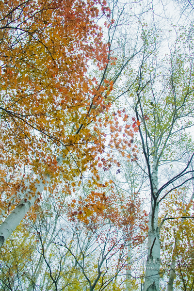 Rainy*walk②**美しき雨の恋林_b0197639_23215299.jpg