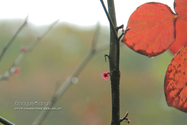 Rainy*walk②**美しき雨の恋林_b0197639_23234799.jpg