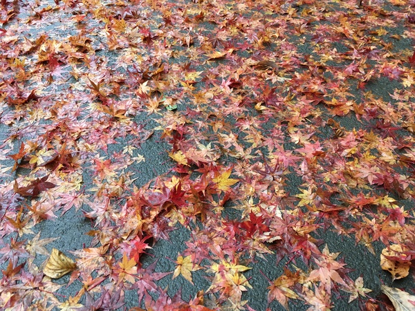 紅葉真っ盛り♪♪_f0244543_1950242.jpg