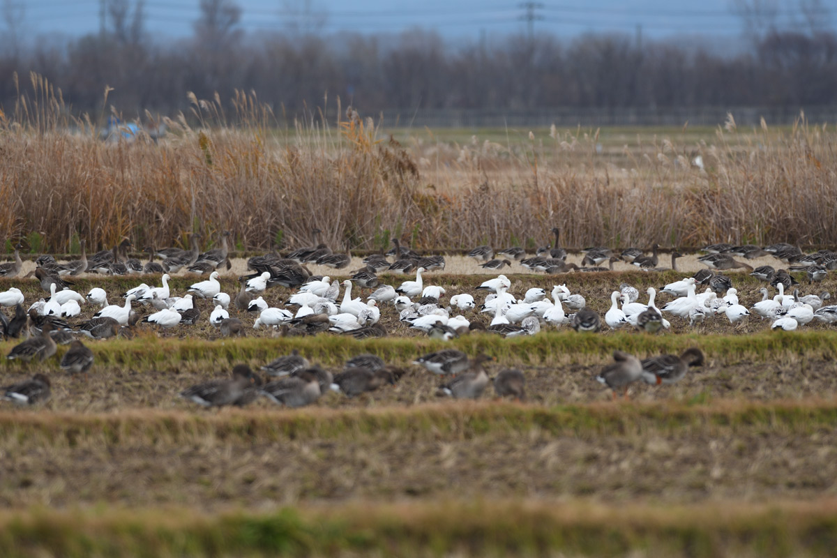 ２０１６年１０月、１１月の鳥たち  _a0039245_2162190.jpg