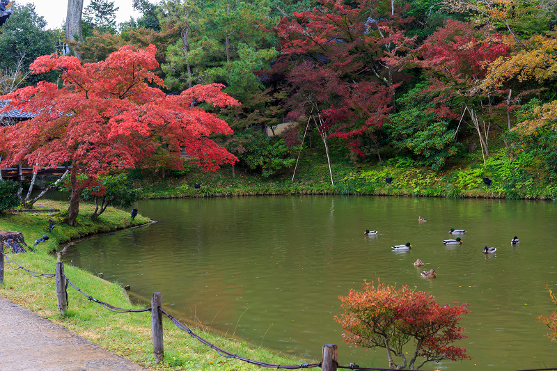 京都の紅葉2016 染まりゆく高台寺_f0155048_1845560.jpg