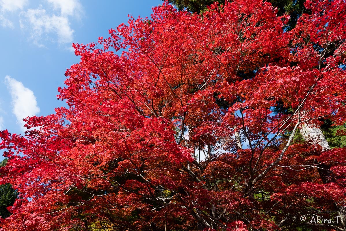 京都の紅葉 2016 〜3〜_f0152550_20545731.jpg