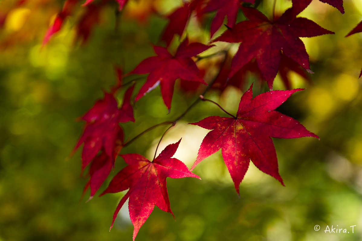 京都の紅葉 2016 〜3〜_f0152550_21015463.jpg