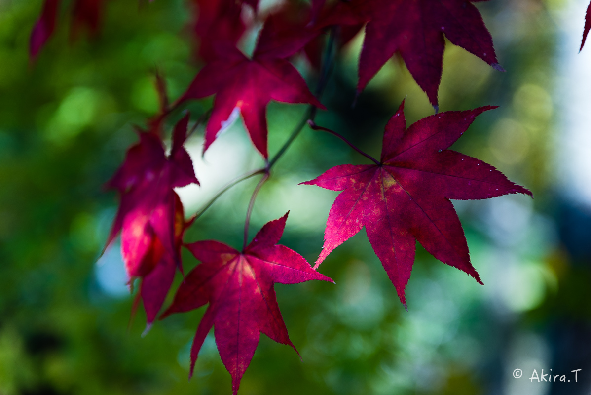 京都の紅葉 2016 〜3〜_f0152550_21021040.jpg