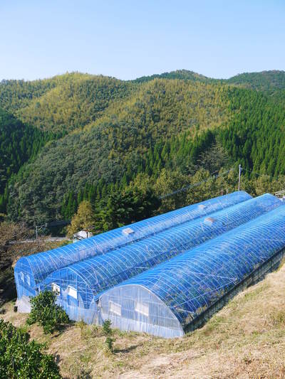 究極の柑橘「せとか」 ハウスにビニールをはり、潅水と温度管理 究極の柑橘「せとか」 ハウスにビニールをはり、潅水と温度管理