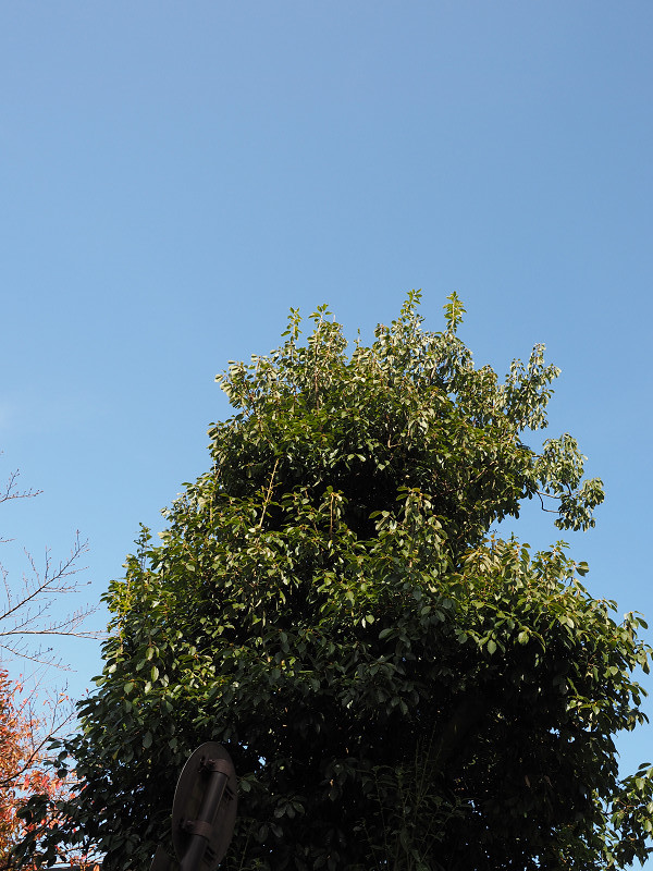 b0319266_07122245.jpg