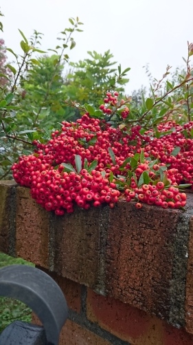 d0028267_12303063.jpg