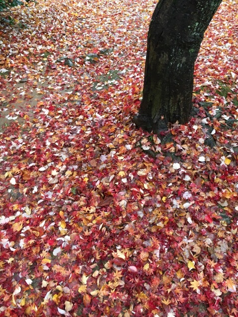 f0363168_20235293.jpeg