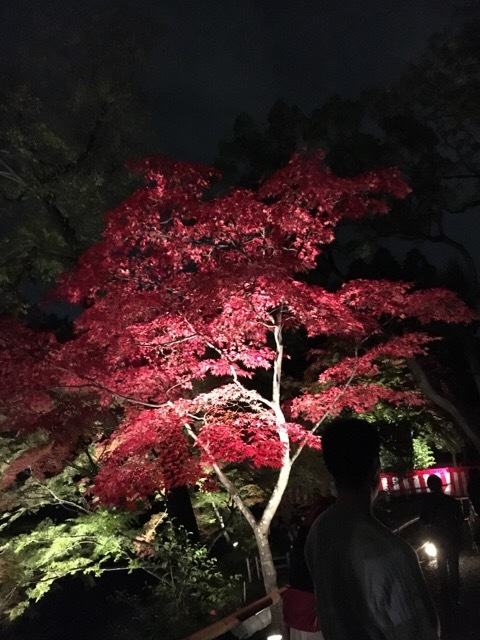 f0363168_20303021.jpeg