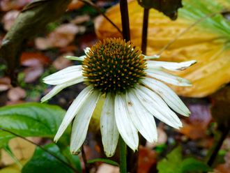 c0040472_12273183.jpg