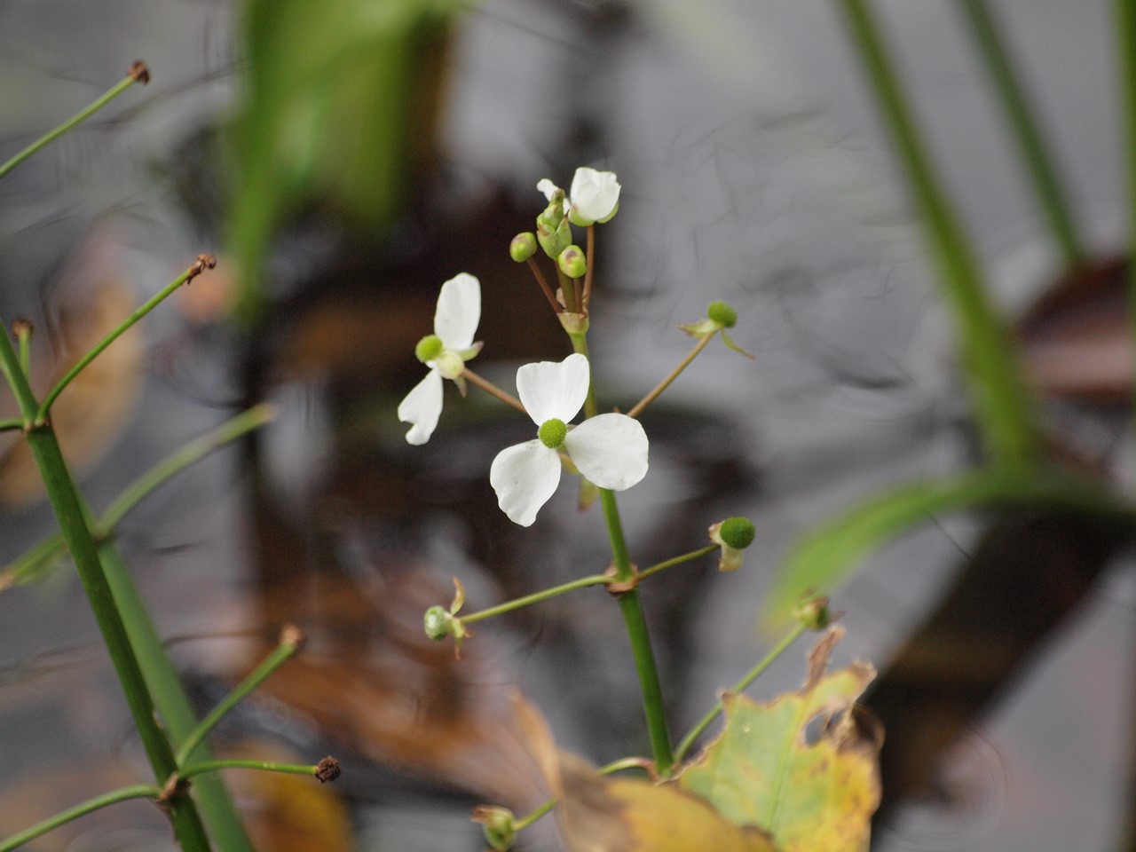 『木曽川水園で出逢った花と鳥達～』_d0054276_19264431.jpg