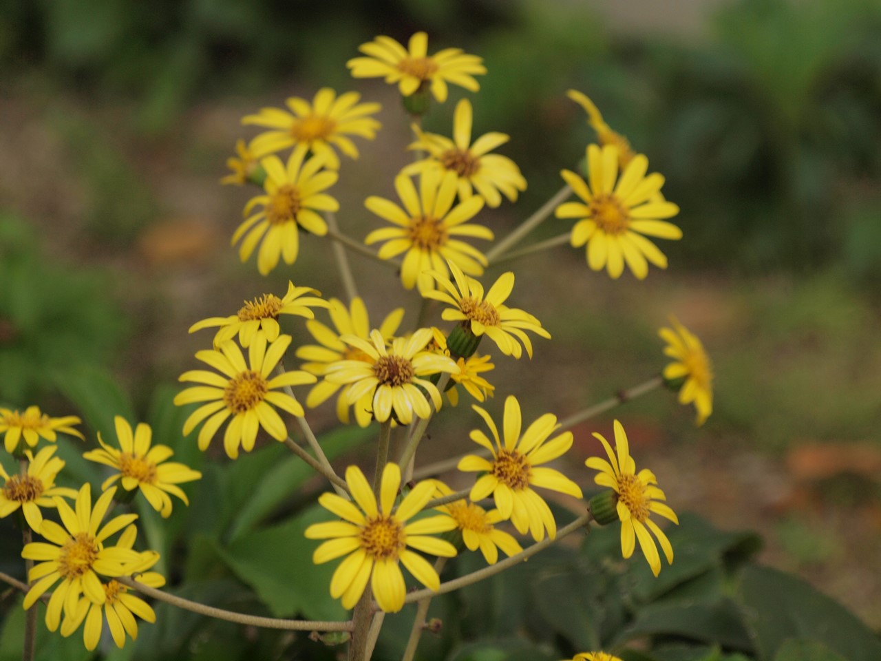 『木曽川水園で出逢った花と鳥達～』_d0054276_19272055.jpg