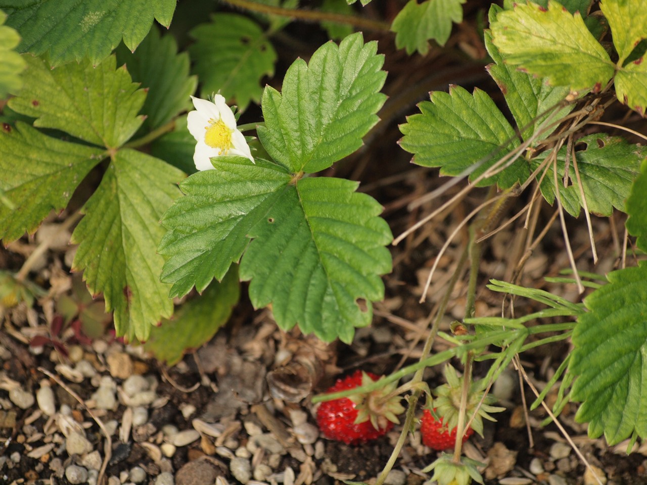 『木曽川水園で出逢った花と鳥達～』_d0054276_19293137.jpg