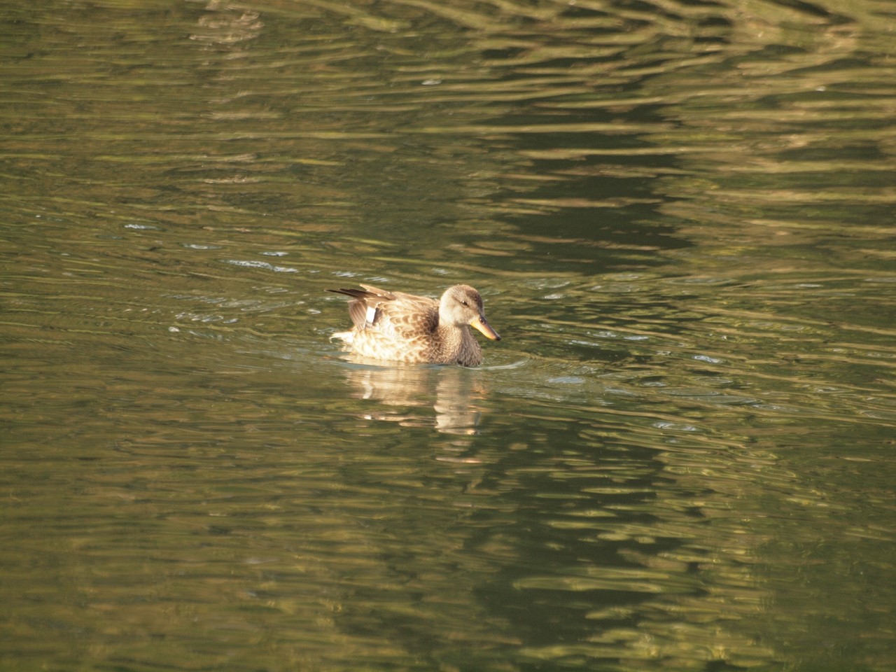 『木曽川水園で出逢った花と鳥達～』_d0054276_19333298.jpg