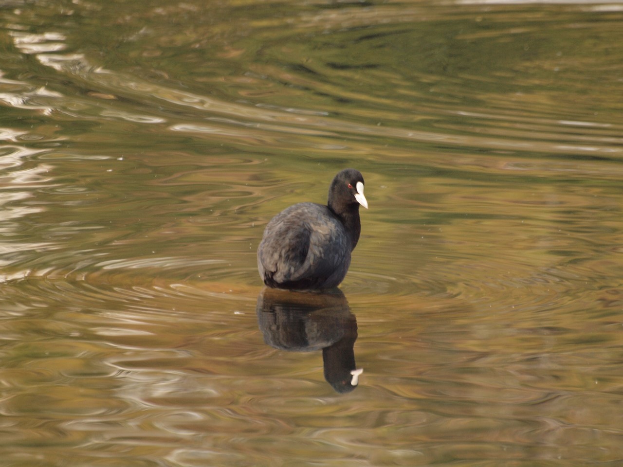 『木曽川水園で出逢った花と鳥達～』_d0054276_19334514.jpg